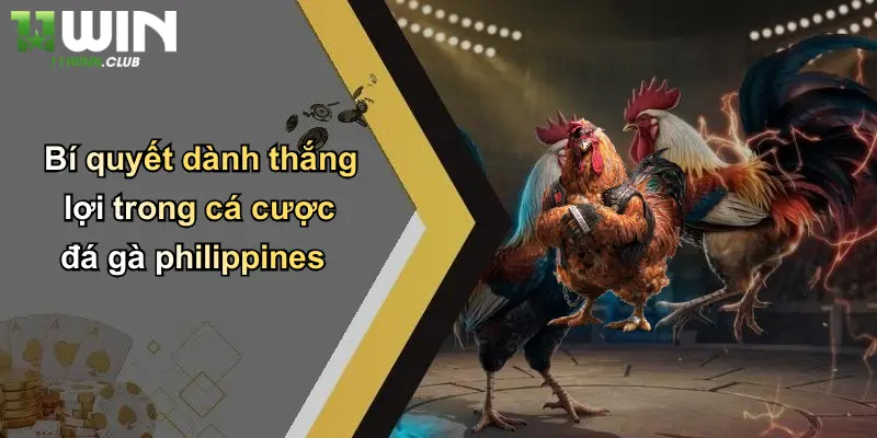 Bí quyết dành thắng lợi trong cá cược đá gà philippines