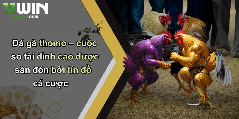 Đá Gà Thomo: Trải Nghiệm Cá Cược Đỉnh Cao Độc Quyền Tại 11WIN 2 Đá gà thomo – cuộc so tài đỉnh cao được săn đón bởi tín đồ cá cược