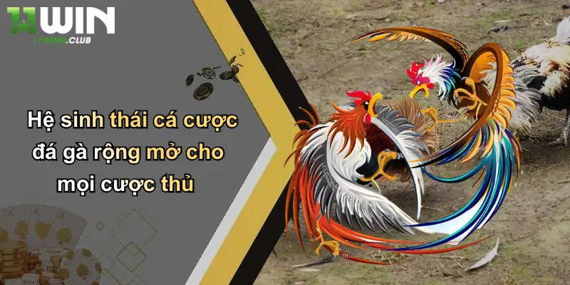Đá Gà Thomo: Trải Nghiệm Cá Cược Đỉnh Cao Độc Quyền Tại 11WIN 5 Hệ sinh thái cá cược đá gà rộng mở cho mọi cược thủ