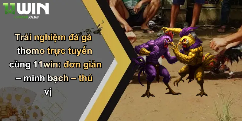 Đá Gà Thomo: Trải Nghiệm Cá Cược Đỉnh Cao Độc Quyền Tại 11WIN 4 Trải nghiệm đá gà thomo trực tuyến cùng 11win: đơn giản – minh bạch – thú vị